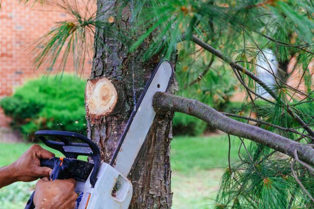 How Our Tree Care Process Works  in  Middletown, CA